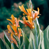 Canna - Giant - Stuttgart