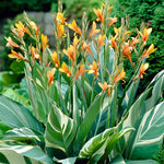 Canna - Giant - Stuttgart