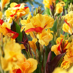 Canna - Cleopatra