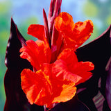 Canna - Red King Humbert