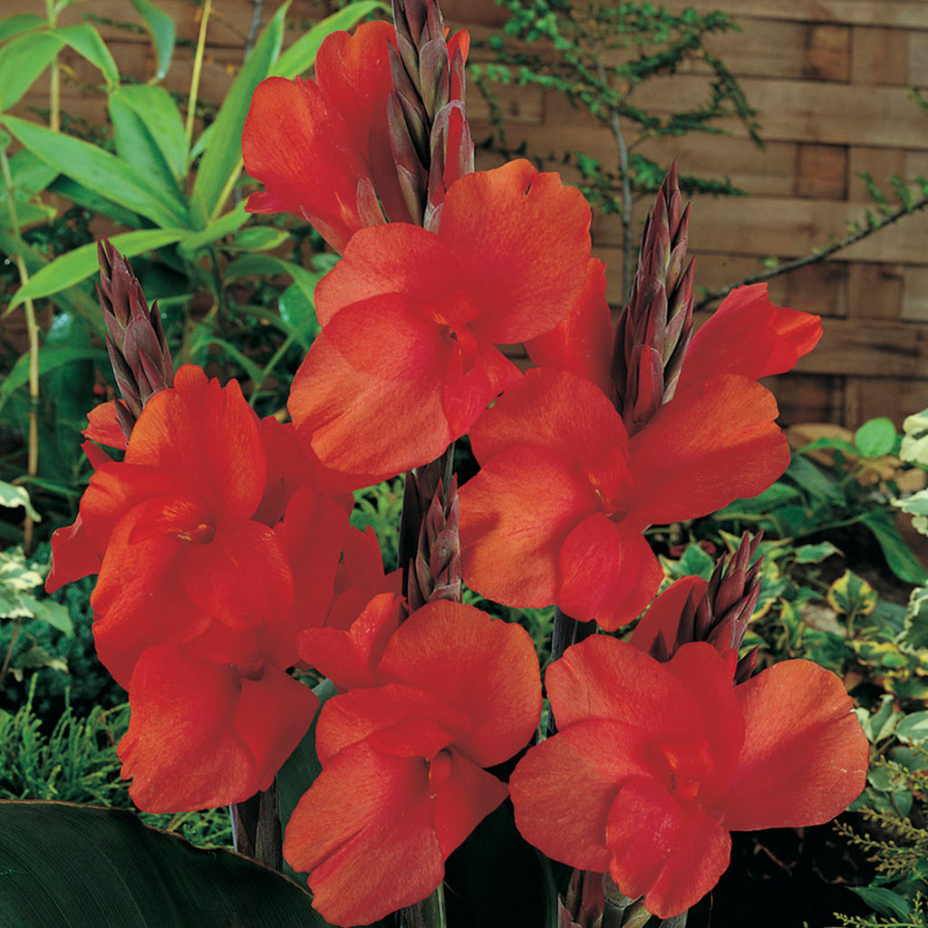 canna red king humbert plant Canna