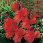 Canna - Red King Humbert