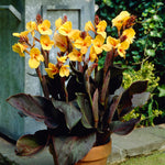 Canna - Louis Cottin