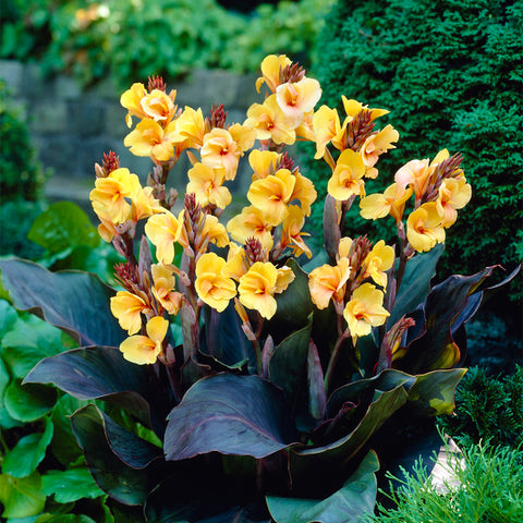 Canna - Louis Cottin