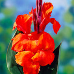 Canna - Stadt Fellbach
