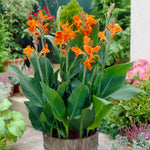 Canna - Stadt Fellbach