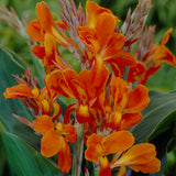 Canna - Stadt Fellbach