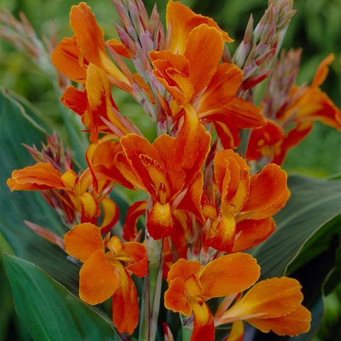 Canna - Stadt Fellbach