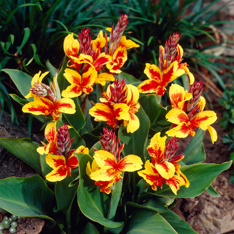 Canna - Reine Charlotte
