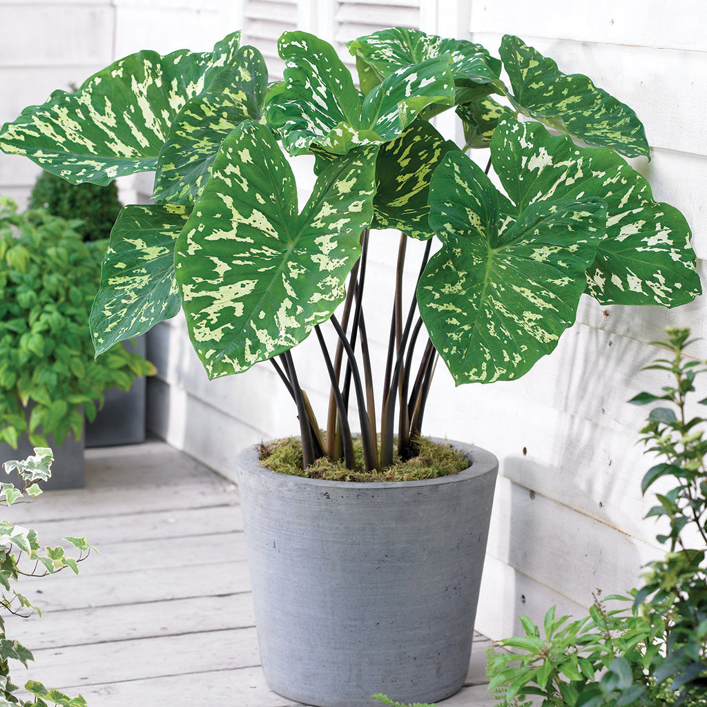 Elephant Ear
