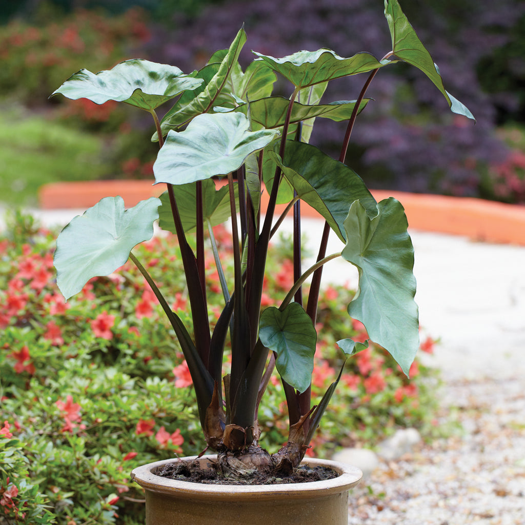 elephant ears plant pictures Elephant Ear