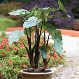 Elephant Ear - Black Stem