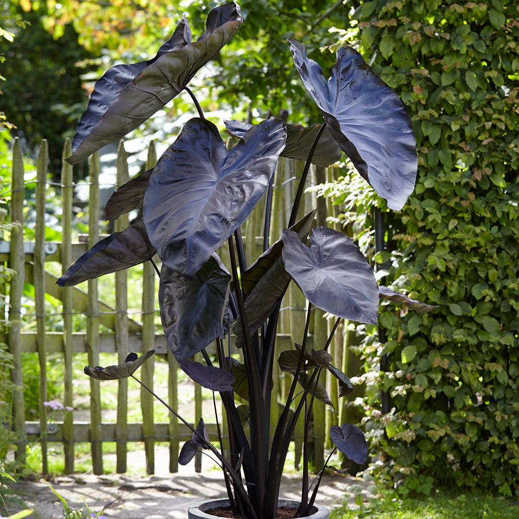 colossus elephant ear plants Elephant Ear