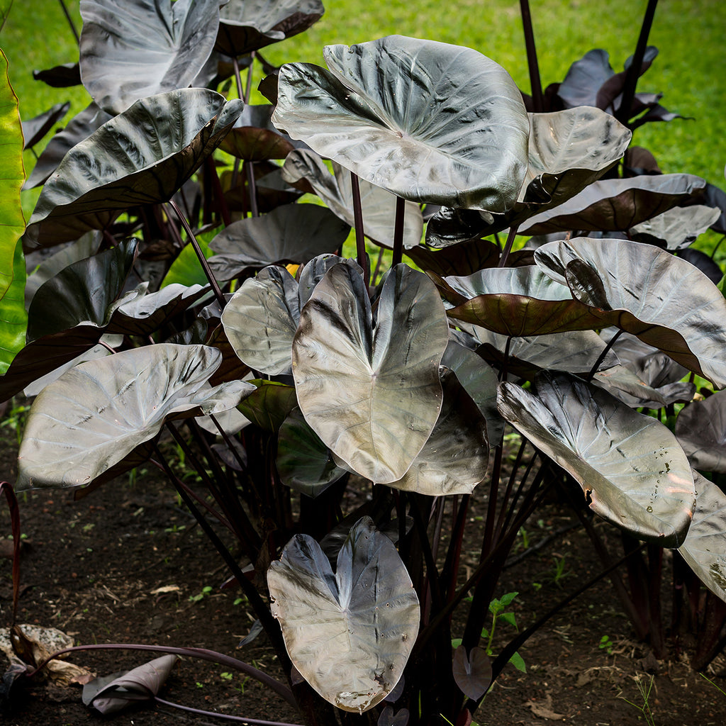 edible elephant ear plants Elephant Ear
