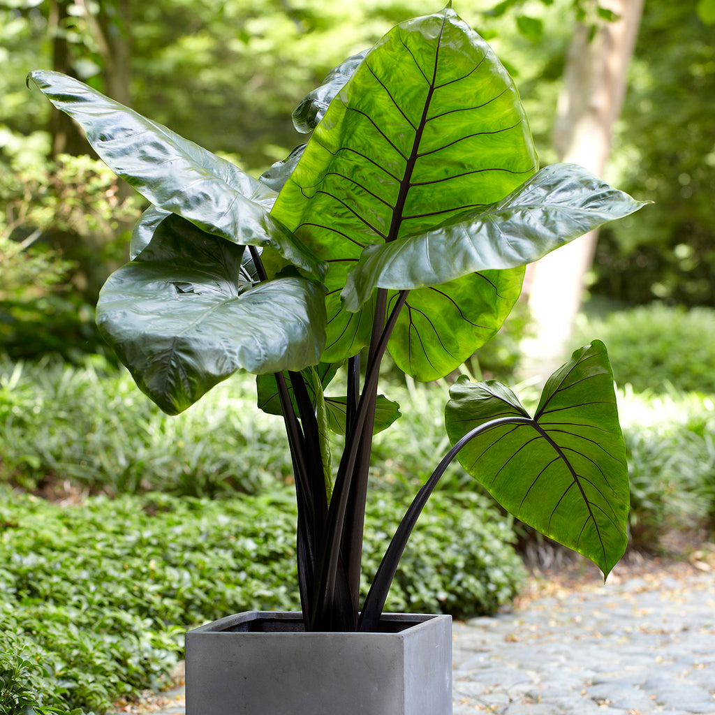 elephant ear plant root Elephant Ear