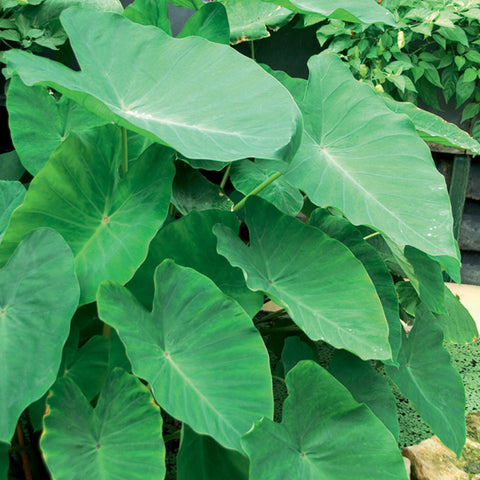 Elephant Ear - Football Sized