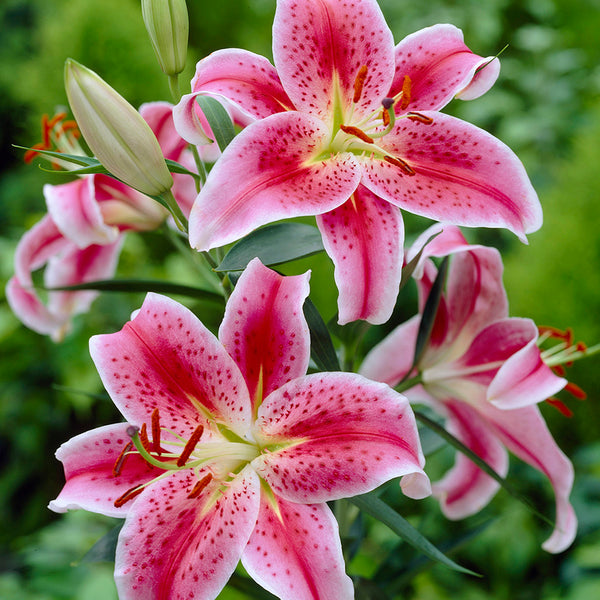 lily anthem flower Lily - Premium Giant Mammoth Bulbs