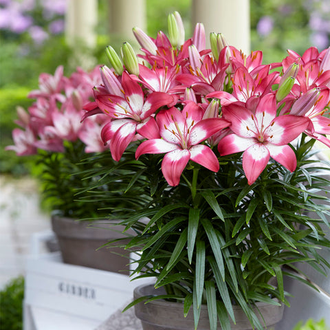 Lily - Patio Container Variety - Asiatic Perfect Joy