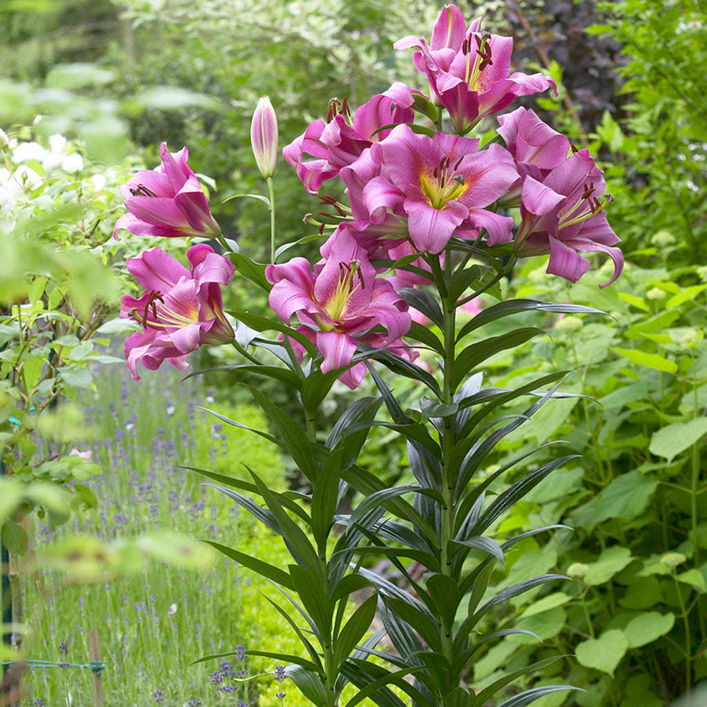 giant lily flower Lily - Mammoth Tall