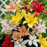 Lily - Oriental Double Blooming Pollen-Free Mix