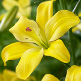 Lily - Asiatic Hybrid Yellow Cocotte
