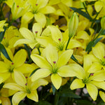 Lily - Asiatic Hybrid Yellow Cocotte