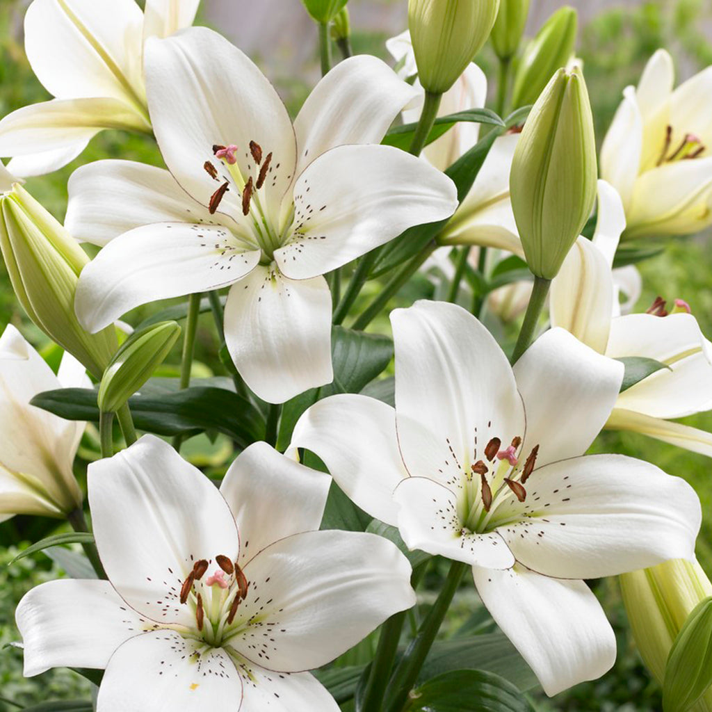 lilium hybrid asiatic lily Lily