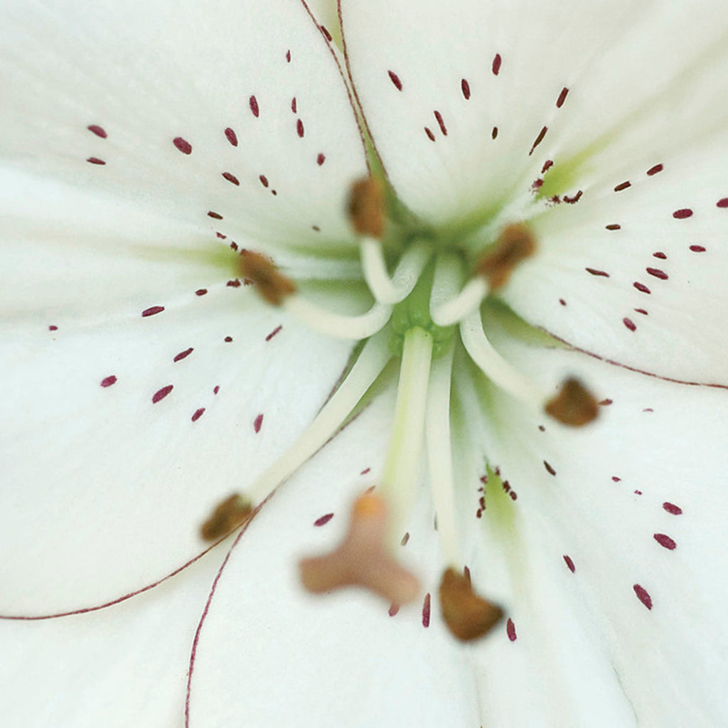 mascara asiatic lily Lily
