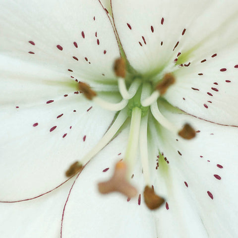 white eyeliner lily Lily