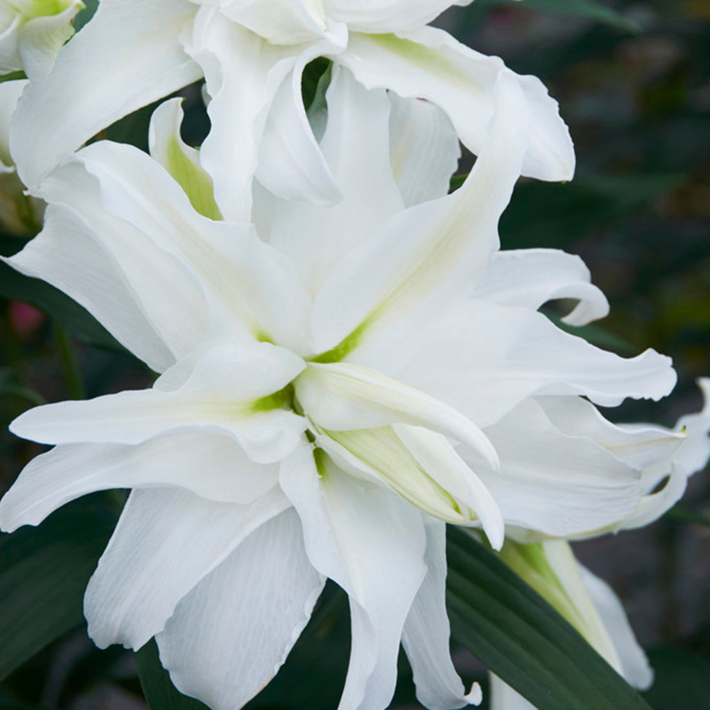 double white oriental lily Lily