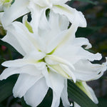 Lily - Oriental Double My Wedding