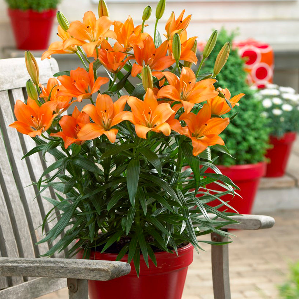 potted lily flower Lily - Patio Container Variety