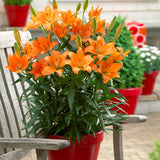 Lily - Patio Container Variety - Asiatic Orange