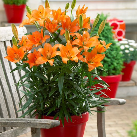 Lily - Patio Container Variety - Asiatic Orange