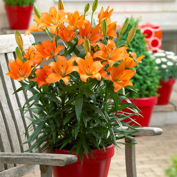 asiatic lily orange ton Lily - Patio Container Variety