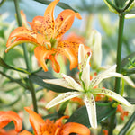 Lily - Asiatic Double Must See