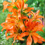 Lily - Asiatic Double Must See