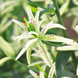Lily - Asiatic Double Must See
