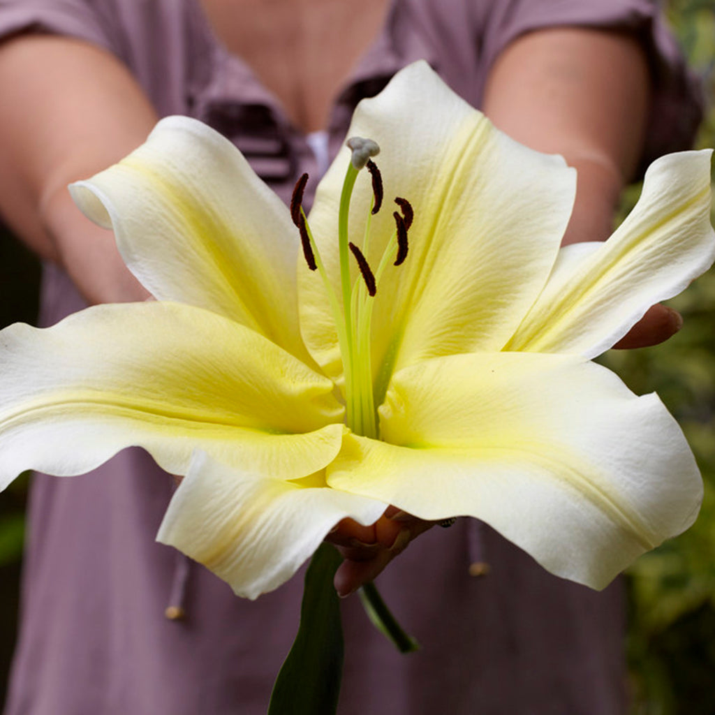 big white lilies Lily