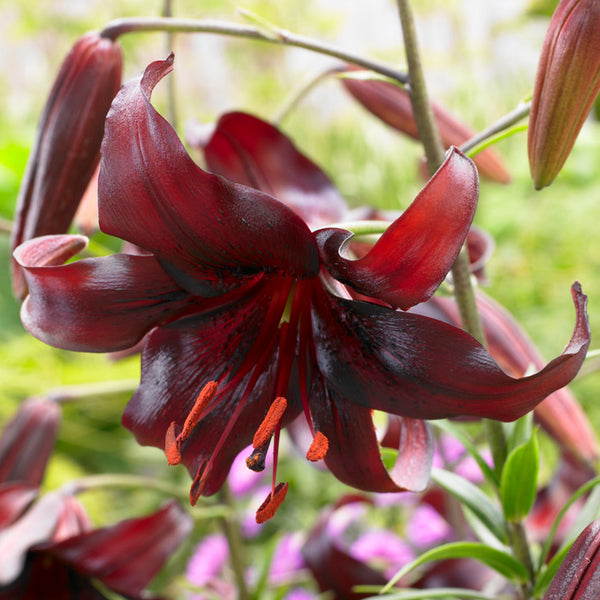 night lily flower Lily