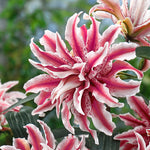 Lily - Double Oriental Rose - Magic Star