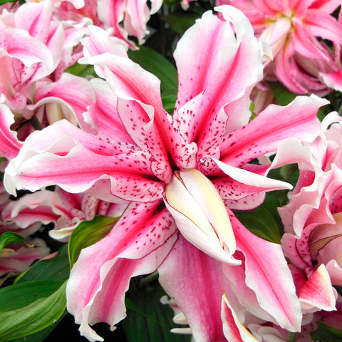Lily - Double Oriental Rose - Magic Star