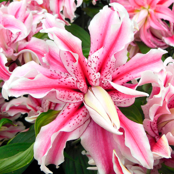 double lily flower Lily - Double Oriental Rose