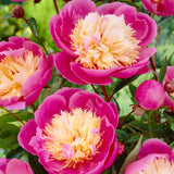 Peony - Bowl Of Beauty