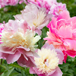 Peony - Sorbet