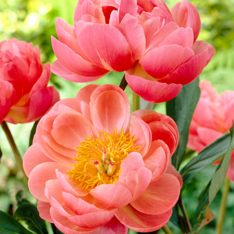 Peony - Coral Charm