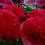 Peony - Command Performance