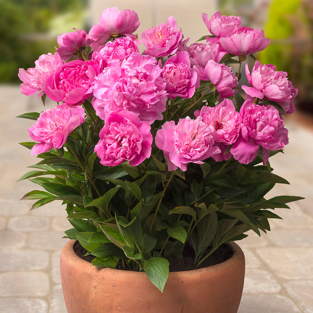 peonies planted in pots Peony - Rome