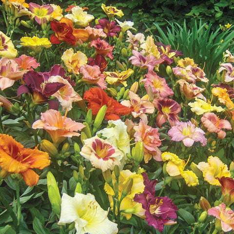 Daylily - Kitchen Sink Breeder's Mix