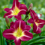 Daylily - Purple D'Oro - Rebloomer